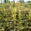 Divizna černá - Verbascum nigrum