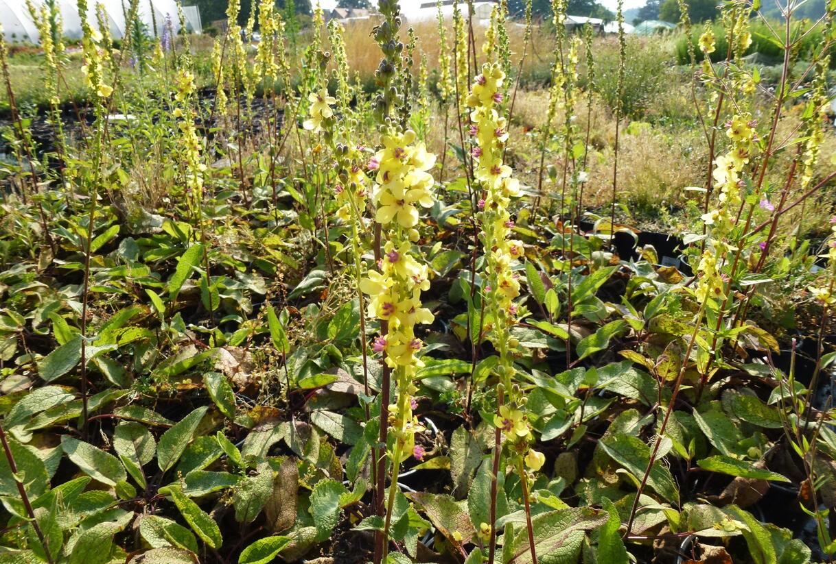 Divizna černá - Verbascum nigrum