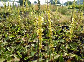 Divizna černá - Verbascum nigrum