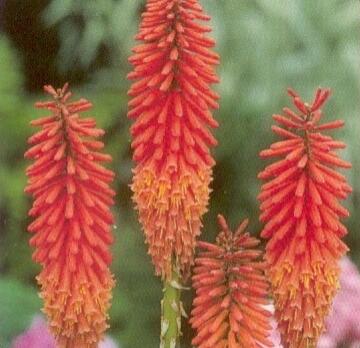 Kleopatřina jehla 'Alcazar' - Kniphofia 'Alcazar'