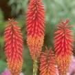 Kleopatřina jehla 'Alcazar' - Kniphofia 'Alcazar'