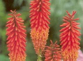 Kleopatřina jehla 'Alcazar' - Kniphofia 'Alcazar'