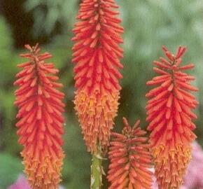 Kleopatřina jehla 'Alcazar' - Kniphofia 'Alcazar'