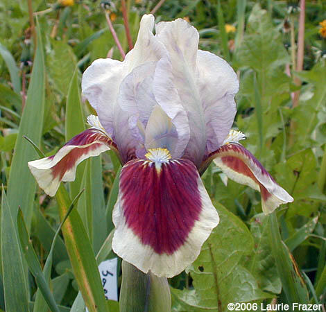 Kosatec nízký 'Red Heart' - Iris barbata-nana 'Red Heart'