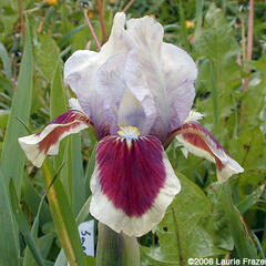 Kosatec německý 'Red Heart' - Iris barbata-nana 'Red Heart'