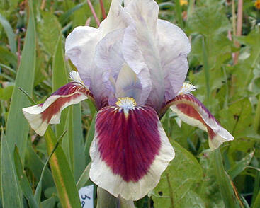 Kosatec nízký 'Red Heart'