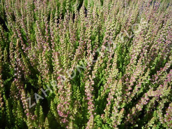 Vřes obecný 'Carolyn' - Calluna vulgaris 'Carolyn'