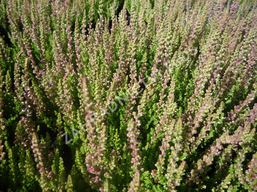 Vřes obecný 'Carolyn' - Calluna vulgaris 'Carolyn'