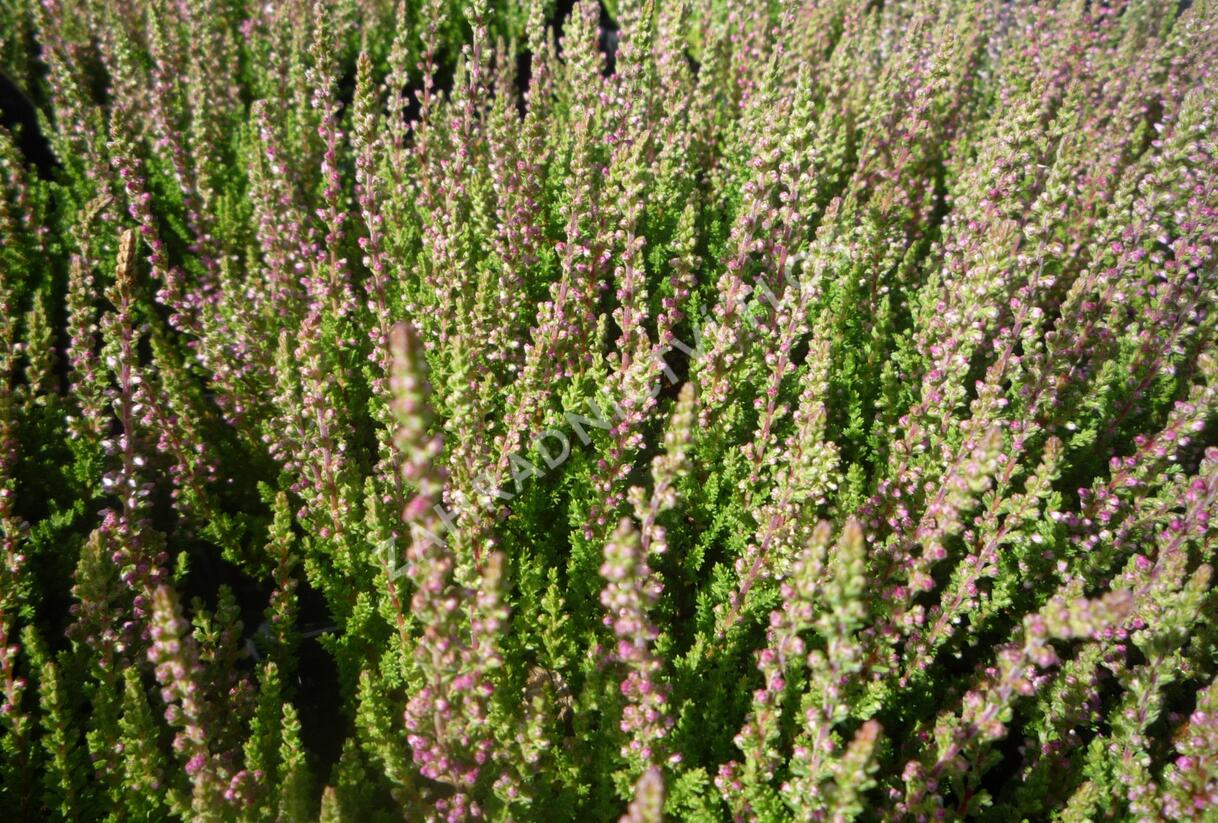 Vřes obecný 'Carolyn' - Calluna vulgaris 'Carolyn'