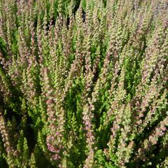 Vřes obecný 'Carolyn' - Calluna vulgaris 'Carolyn'