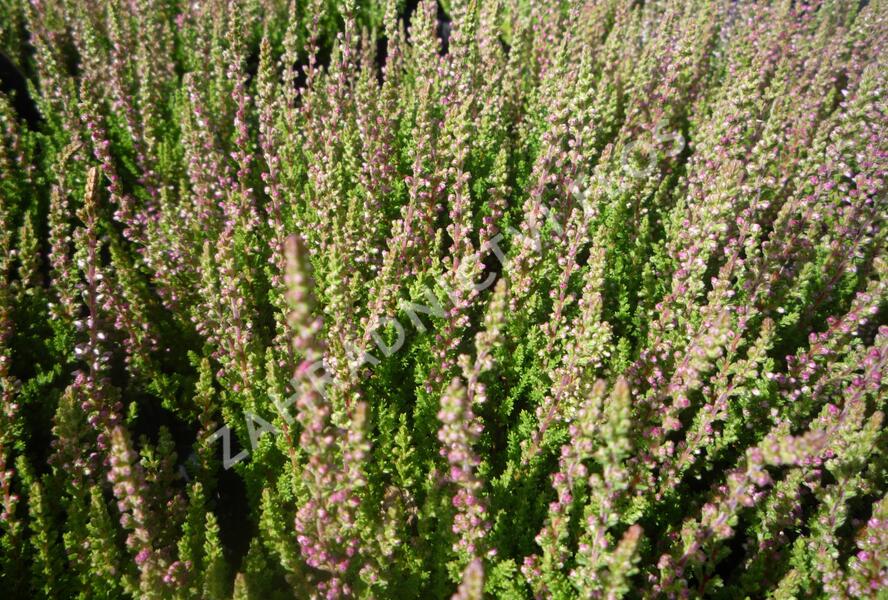 Vřes obecný 'Carolyn' - Calluna vulgaris 'Carolyn'