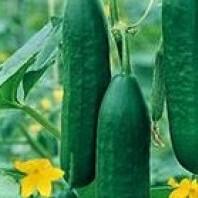 Okurka salátová polní 'Obelix' F1