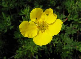 Mochna křovitá 'Jolina' - Potentilla fruticosa 'Jolina'