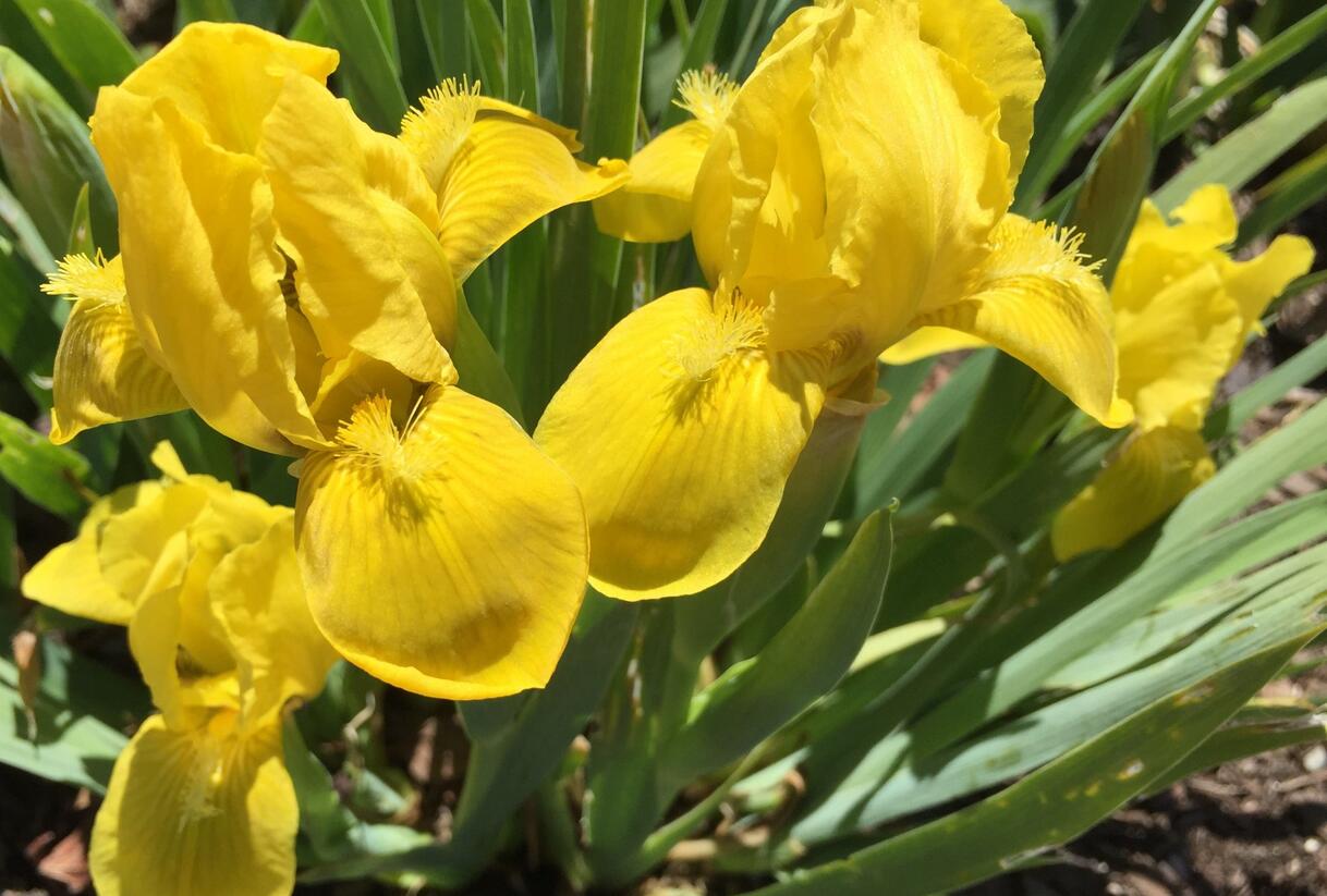 Kosatec nízký 'Brassie' - Iris barbata-nana 'Brassie'