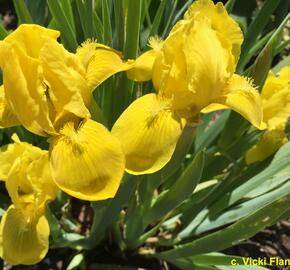 Kosatec 'Brassie' - Iris barbata-nana 'Brassie'