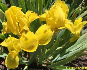 Kosatec nízký 'Brassie'