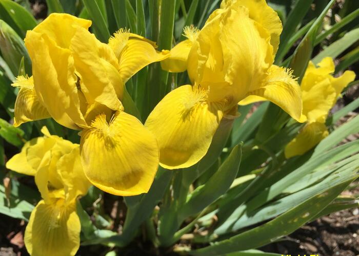 Kosatec 'Brassie' - Iris barbata-nana 'Brassie'