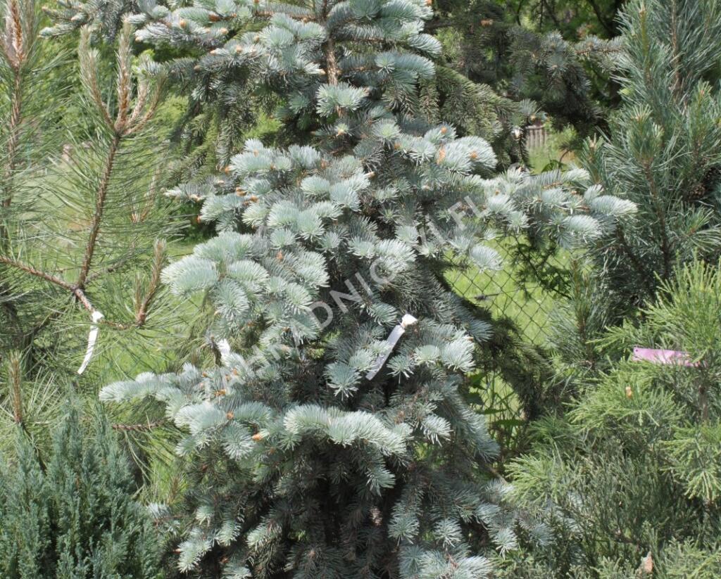 Smrk pichlavý 'Edith' - Picea pungens 'Edith'
