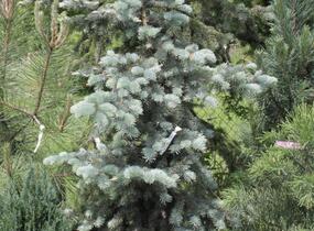 Smrk pichlavý 'Edith' - Picea pungens 'Edith'