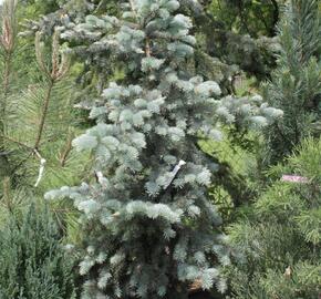 Smrk pichlavý 'Edith' - Picea pungens 'Edith'