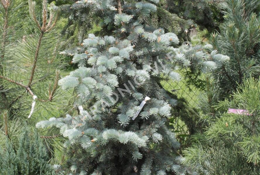 Smrk pichlavý 'Edith' - Picea pungens 'Edith'