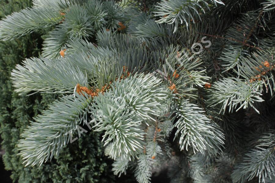 Smrk pichlavý 'Edith' - Picea pungens 'Edith'