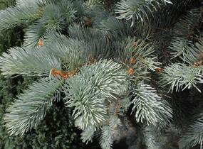 Smrk pichlavý 'Edith' - Picea pungens 'Edith'