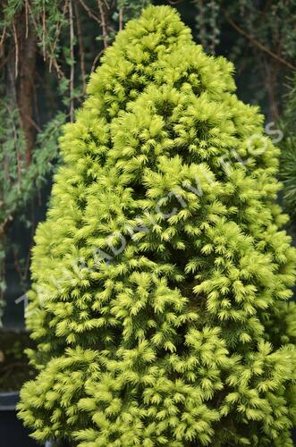 Smrk sivý 'Rainbow's End' - Picea glauca 'Rainbow's End'