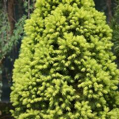 Smrk sivý 'Rainbow's End' - Picea glauca 'Rainbow's End'
