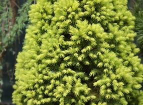 Smrk sivý 'Rainbow's End' - Picea glauca 'Rainbow's End'