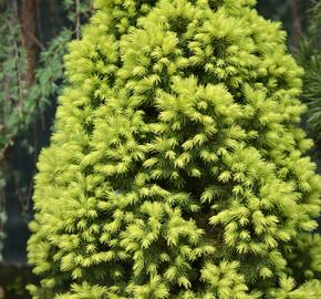 Smrk sivý 'Rainbow's End' - Picea glauca 'Rainbow's End'