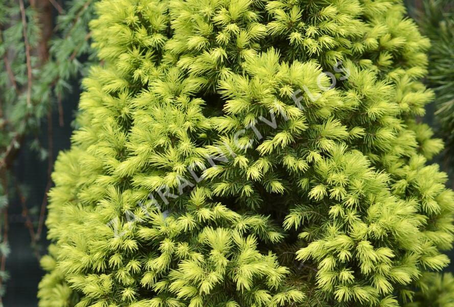Smrk sivý 'Rainbow's End' - Picea glauca 'Rainbow's End'