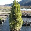 Smrk sivý 'Rainbow's End' - Picea glauca 'Rainbow's End'