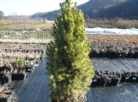 Smrk sivý 'Rainbow's End' - Picea glauca 'Rainbow's End'