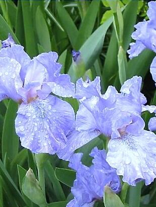 Kosatec nízký 'Blue Denim' - Iris barbata-nana 'Blue Denim'