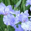 Kosatec nízký 'Blue Denim' - Iris barbata-nana 'Blue Denim'