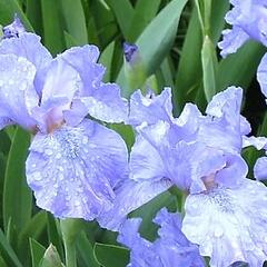 Kosatec nízký 'Blue Denim' - Iris barbata-nana 'Blue Denim'