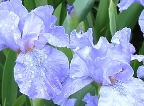 Kosatec nízký 'Blue Denim' - Iris barbata-nana 'Blue Denim'