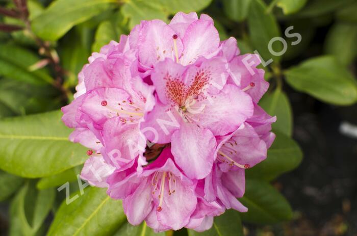 Pěnišník 'Scintillation' - Rhododendron (T) 'Scintillation'