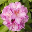 Pěnišník 'Scintillation' - Rhododendron (T) 'Scintillation'