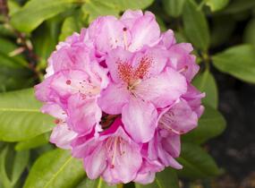 Pěnišník 'Scintillation' - Rhododendron (T) 'Scintillation'