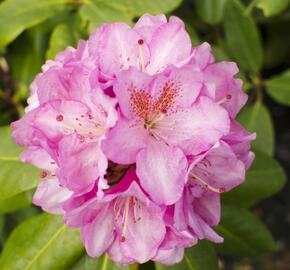 Pěnišník 'Scintillation' - Rhododendron (T) 'Scintillation'