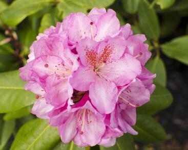 Pěnišník 'Scintillation'