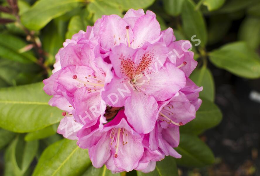 Pěnišník 'Scintillation' - Rhododendron (T) 'Scintillation'