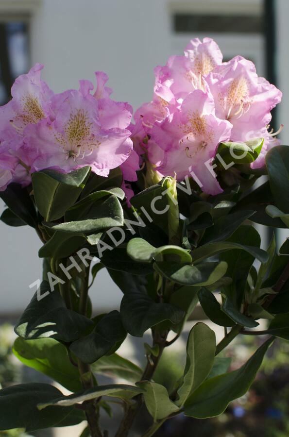 Pěnišník 'Scintillation' - Rhododendron (T) 'Scintillation'