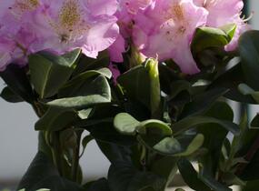Pěnišník 'Scintillation' - Rhododendron (T) 'Scintillation'