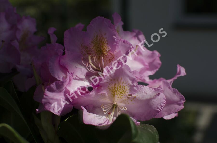 Pěnišník 'Scintillation' - Rhododendron (T) 'Scintillation'