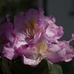 Pěnišník 'Scintillation' - Rhododendron (T) 'Scintillation'