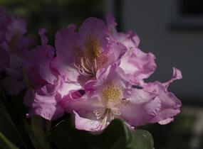 Pěnišník 'Scintillation' - Rhododendron (T) 'Scintillation'