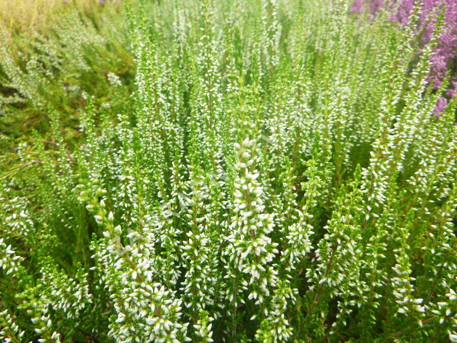 Vřes obecný 'Melanie' (Garden girls®) - Calluna vulgaris 'Melanie' (Garden girls®)